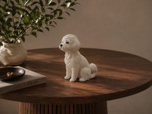 Bichon